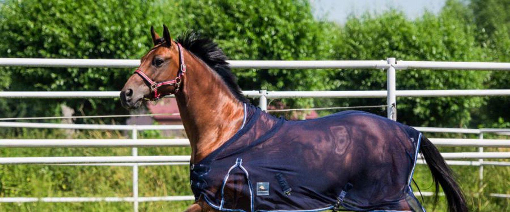 Big Dee’s, рис. 1